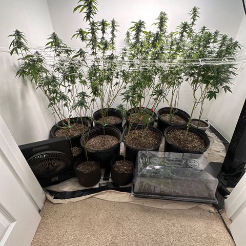 Gorrila nut #9 growlog timeline photo
