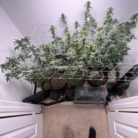 Gorrila nut #9 growlog timeline photo
