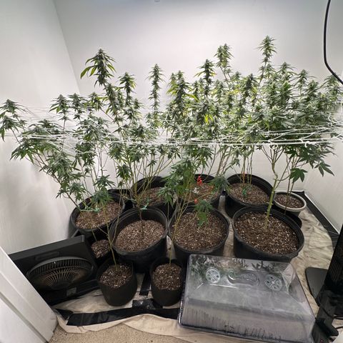 Gorrila nut #9 growlog timeline photo