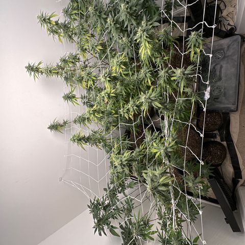 Gorrila nut #9 growlog timeline photo
