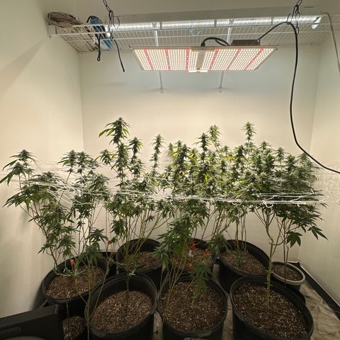 Gorrila nut #9 growlog timeline photo