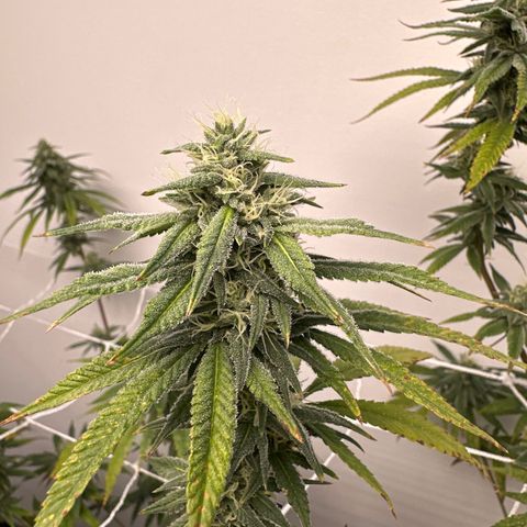 Gorrila nut #9 growlog timeline photo