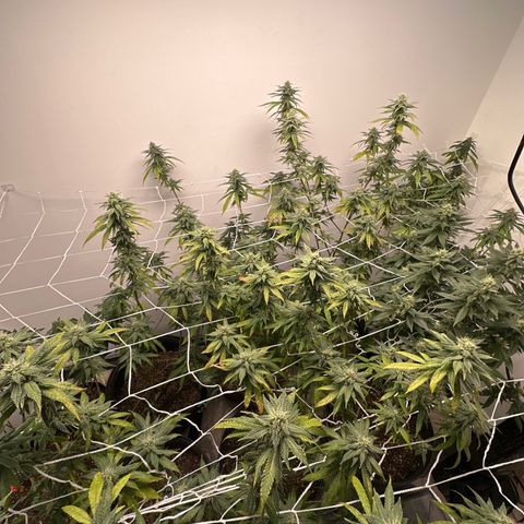 Gorrila nut #9 growlog timeline photo