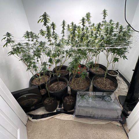 Gorrila nut #9 growlog timeline photo