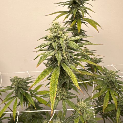 Gorrila nut #9 growlog timeline photo