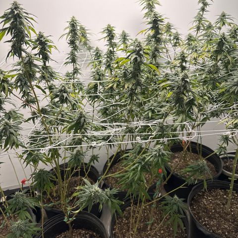 Gorrila nut #9 growlog timeline photo