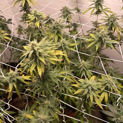Gorrila nut #9 growlog timeline photo