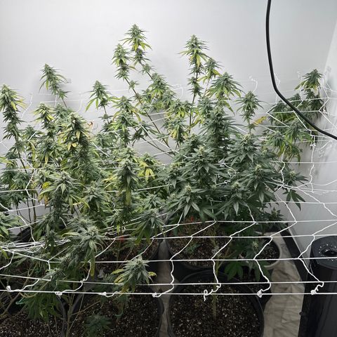 Gorrila nut #9 growlog timeline photo