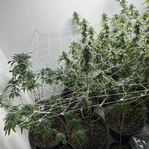Gorrila nut #9 growlog timeline photo