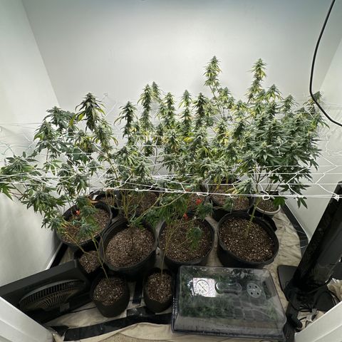 Gorrila nut #9 growlog timeline photo
