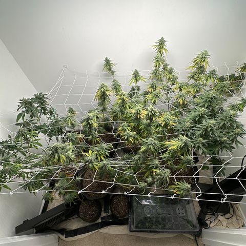 Gorrila nut #9 growlog timeline photo