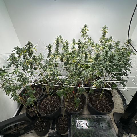 Gorrila nut #9 growlog timeline photo