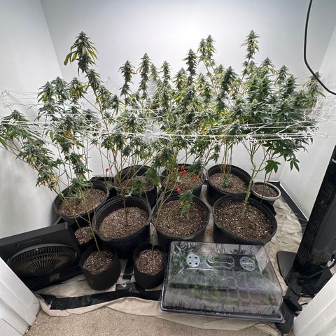 Gorrila nut #9 growlog timeline photo