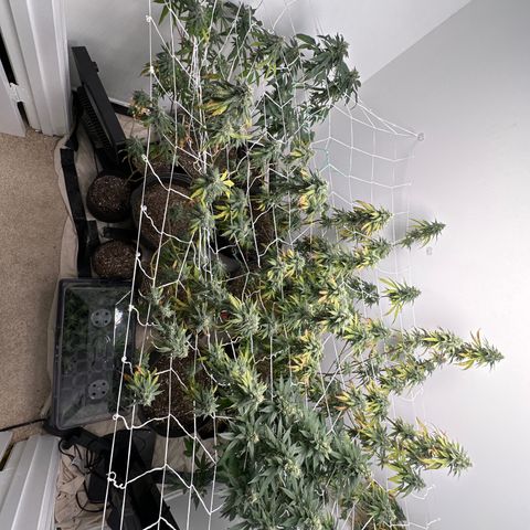 Gorrila nut #9 growlog timeline photo