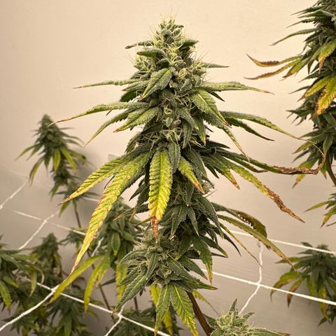 Gorrila nut #9 growlog timeline photo