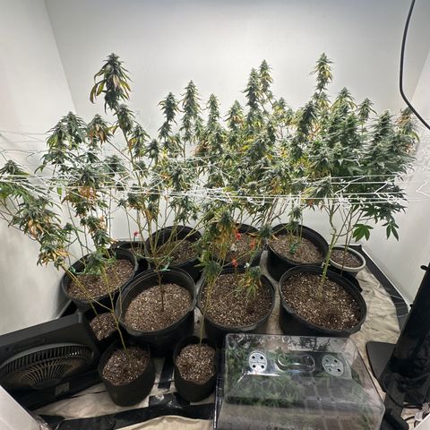 Gorrila nut #9 growlog timeline photo