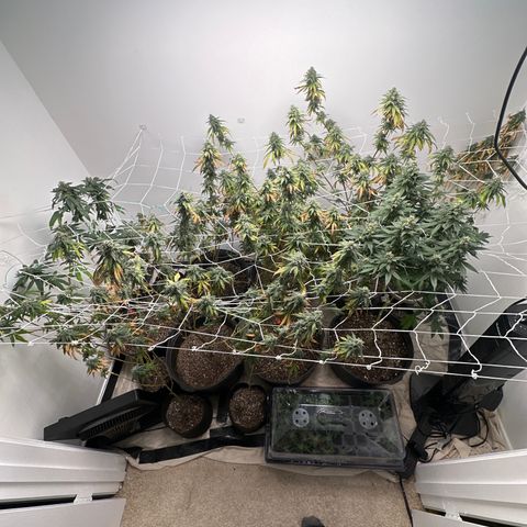 Gorrila nut #9 growlog timeline photo