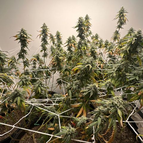 Gorrila nut #9 growlog timeline photo