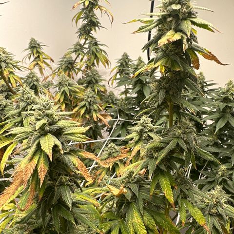 Gorrila nut #9 growlog timeline photo