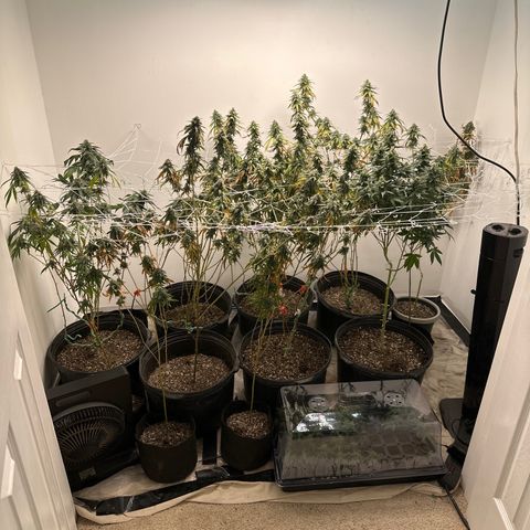 Gorrila nut #9 growlog timeline photo