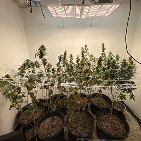 Gorrila nut #9 growlog timeline photo