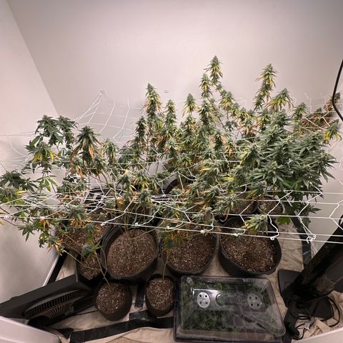 Gorrila nut #9 growlog timeline photo