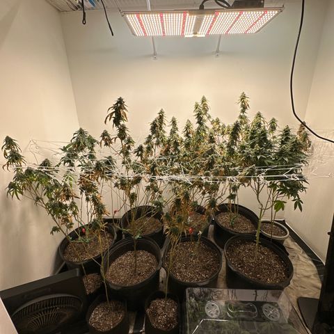 Gorrila nut #9 growlog timeline photo