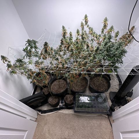 Gorrila nut #9 growlog timeline photo