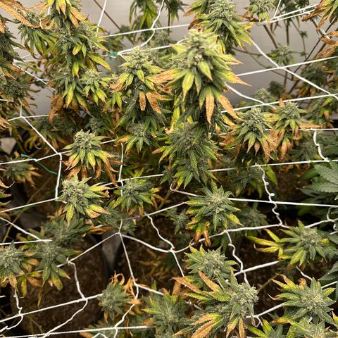 Gorrila nut #9 growlog timeline photo