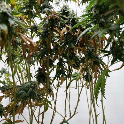 Gorrila nut #9 growlog timeline photo