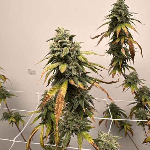 Gorrila nut #9 growlog timeline photo