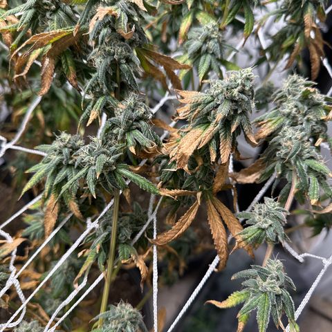 Gorrila nut #9 growlog timeline photo