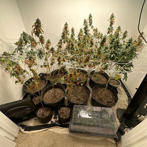 Gorrila nut #9 growlog timeline photo