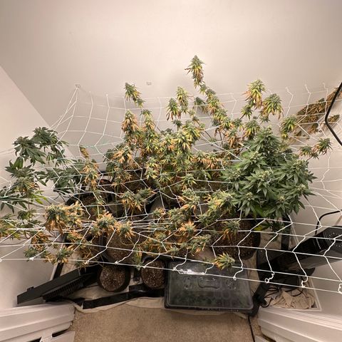 Gorrila nut #9 growlog timeline photo