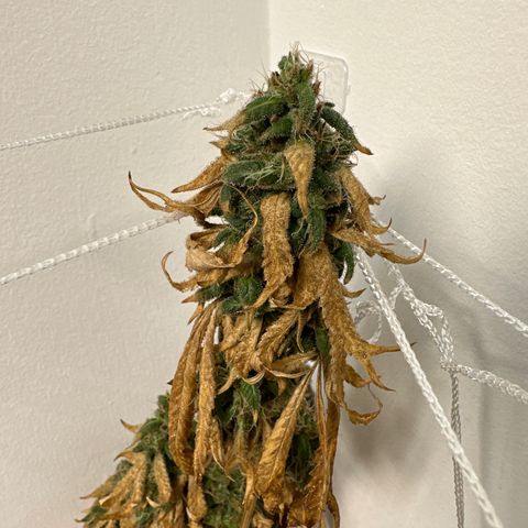 Gorrila nut #9 growlog timeline photo