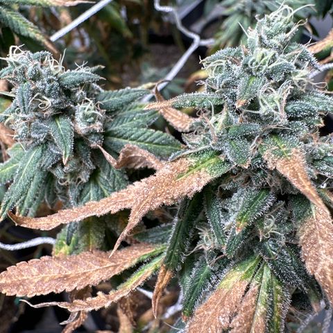 Gorrila nut #9 growlog timeline photo