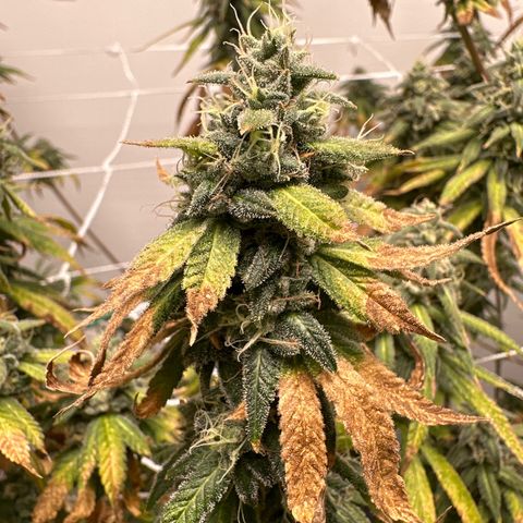Gorrila nut #9 growlog timeline photo