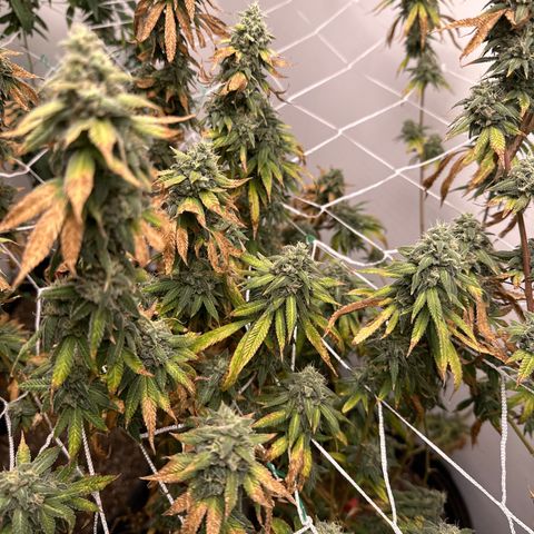 Gorrila nut #9 growlog timeline photo