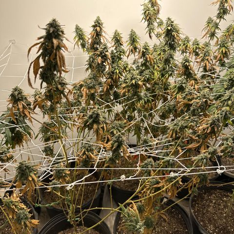 Gorrila nut #9 growlog timeline photo