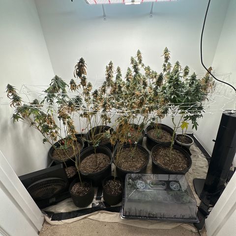 Gorrila nut #9 growlog timeline photo