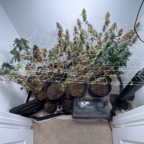 Gorrila nut #9 growlog timeline photo