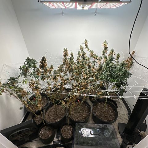 Gorrila nut #9 growlog timeline photo