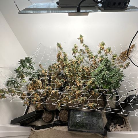 Gorrila nut #9 growlog timeline photo