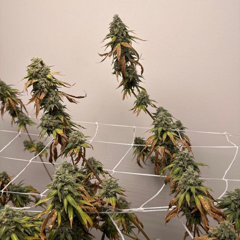 Gorrila nut #9 growlog timeline photo