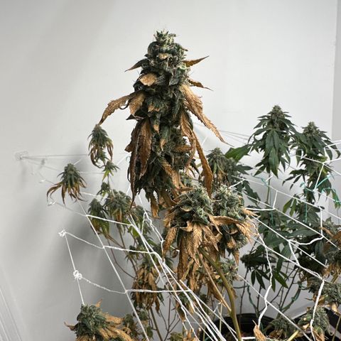 Gorrila nut #9 growlog timeline photo