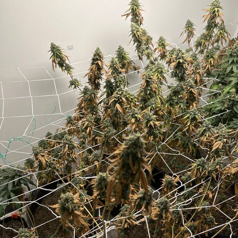 Gorrila nut #9 growlog timeline photo
