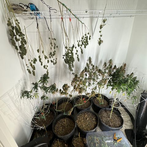Gorrila nut #9 growlog timeline photo