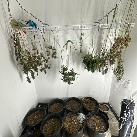 Gorrila nut #9 growlog timeline photo