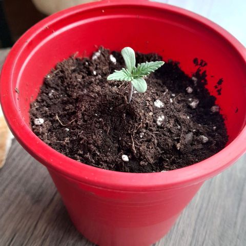 Green Poison F1 growlog timeline photo