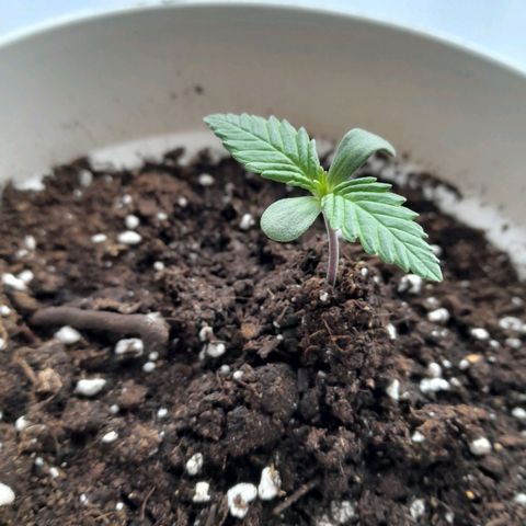 Green Poison F1 growlog timeline photo